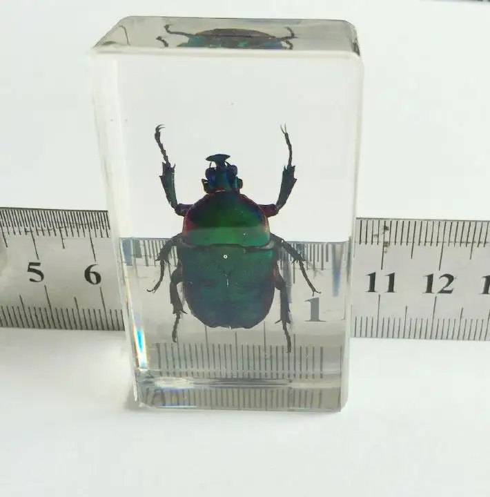 Chinese in Clear Acrylic Lucite Paperweight Insect Artificial Large Centipede