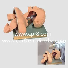 BIX-J51 Airway Intubation Model(With Alarm Device) W099