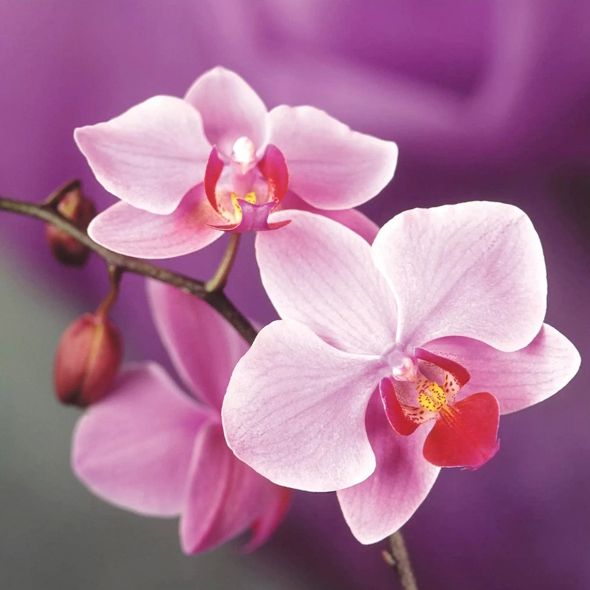 

Square DIY 5D Diamond Painting Orchid Resin Cross Stitch Diamond Embroidery Full Rhinestone Mosaic Decoration