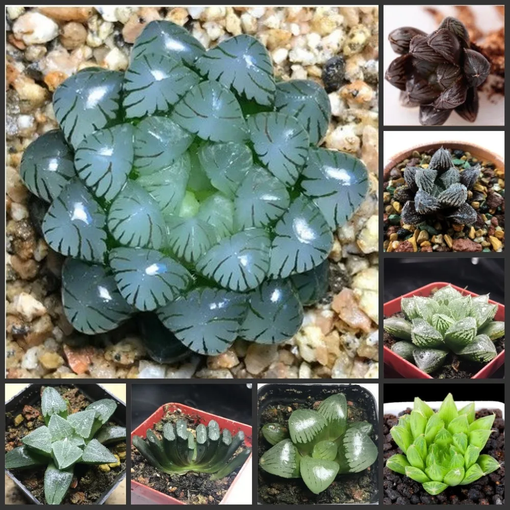 

50pcs Fresh Real Haworthia cooperi Baker - Yulu - Bonsai Succulent flower Plant Semillas sementes (Y1-25)