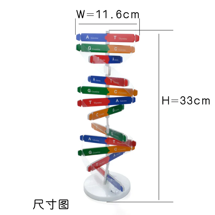  Technology Diy Human Gene DNA Double Helix Model Science Biological Science Experimental Equipment  - 33029254475