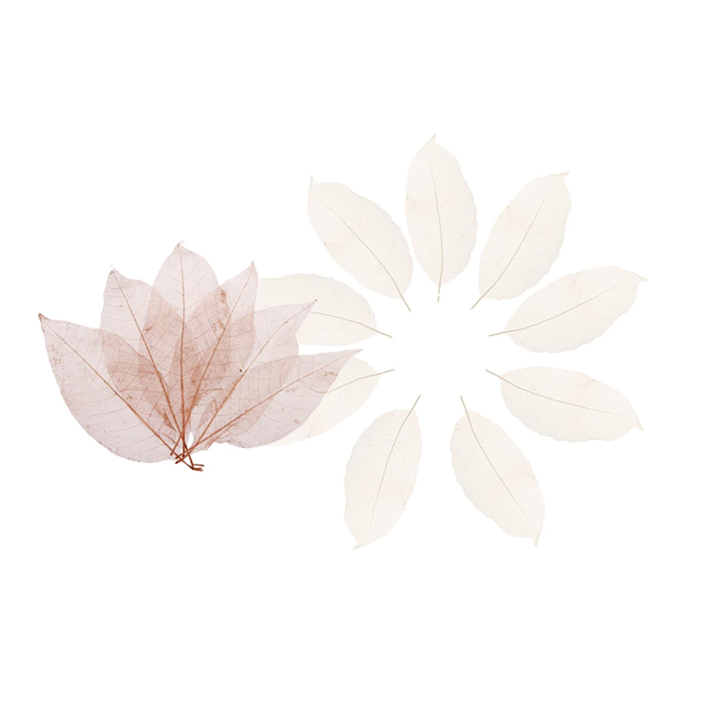 100 Pieces Mixed Pressed Dried Real Magnolia Skeleton Leaves for Scrapbooking, Cards Making, Bookmark Crafts (Whit & Coffee)