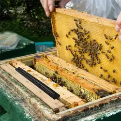 Горячие 20 шт маленький пчелиный улей Жук бластер Жук ловушка для пчеловодства инструменты LSK99