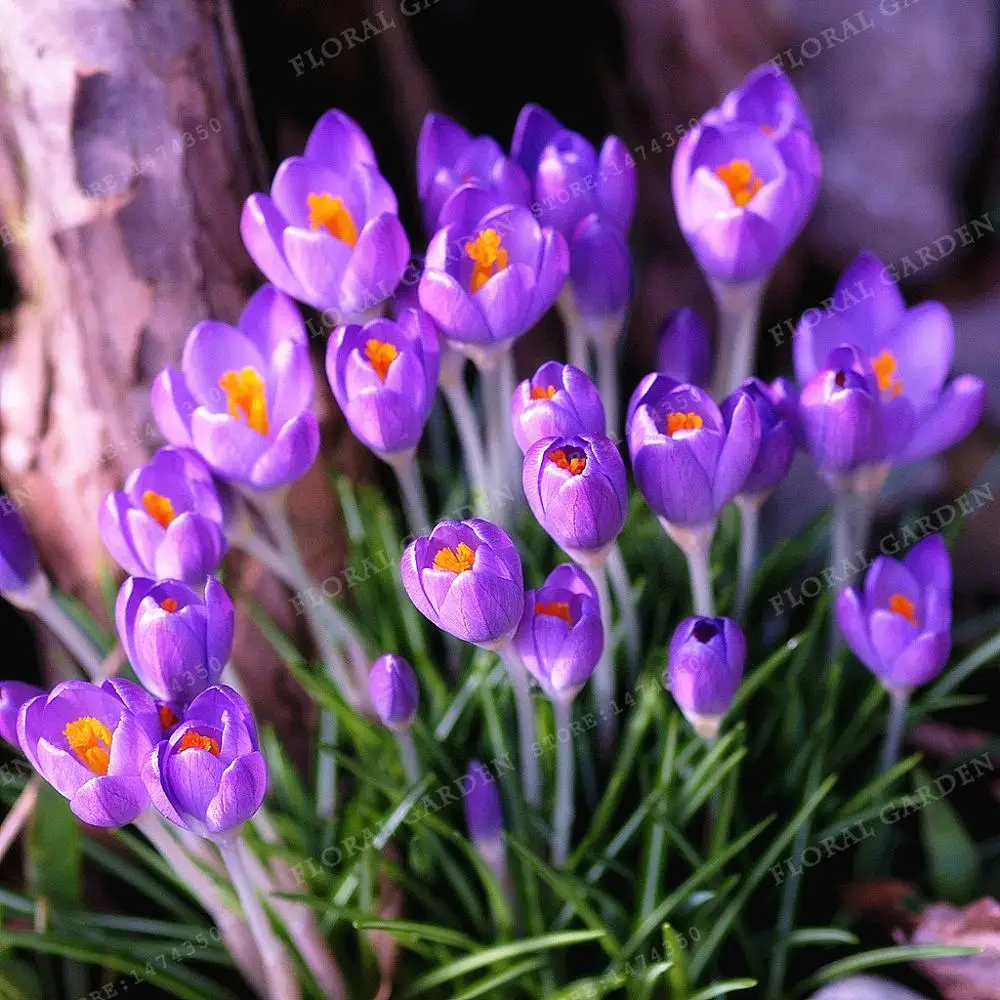 true color mixing crocus saffron bulbsiran saffronnot saffron seedflower bulbshappy joy flowersbonsai home garden 2bulbs in bonsai from home garden