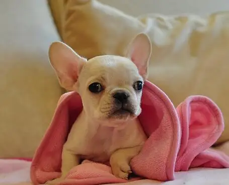 HTB1WGcdKkKWBuNjy1zjq6AOypXas