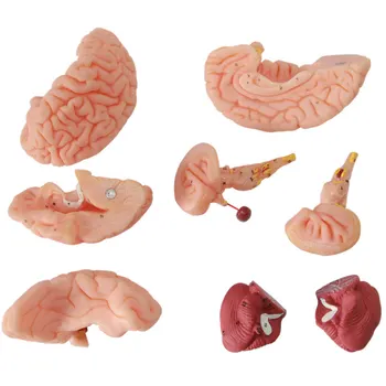 

Brain Artery Model 1:1 Brain Anatomy Model with cerebral sagittal section hemisphere cerebellum and brainstem