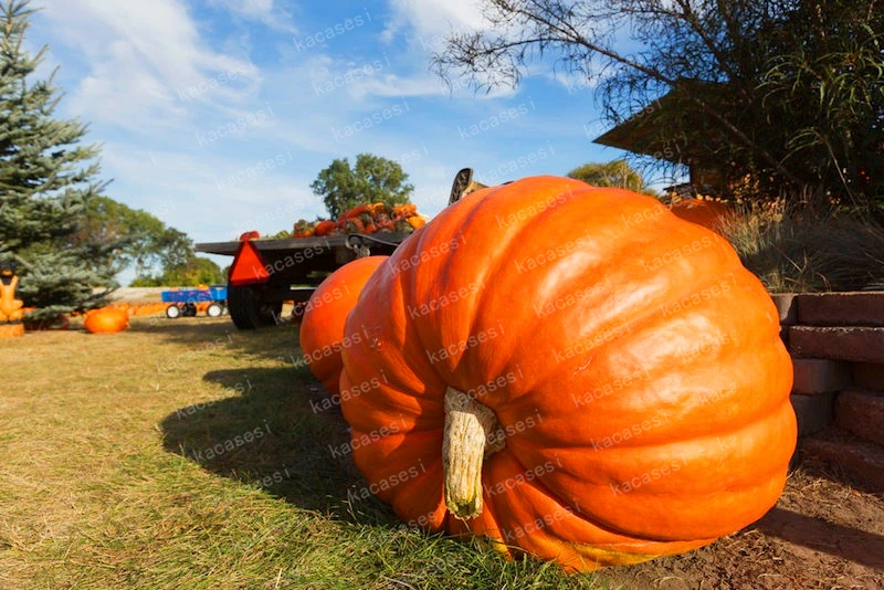 20PCS Giant Pumpkin plants Best Selling Super Large Pumpkins plants Orna-Mental Gourd Vegetable plants For Home Garden Planting