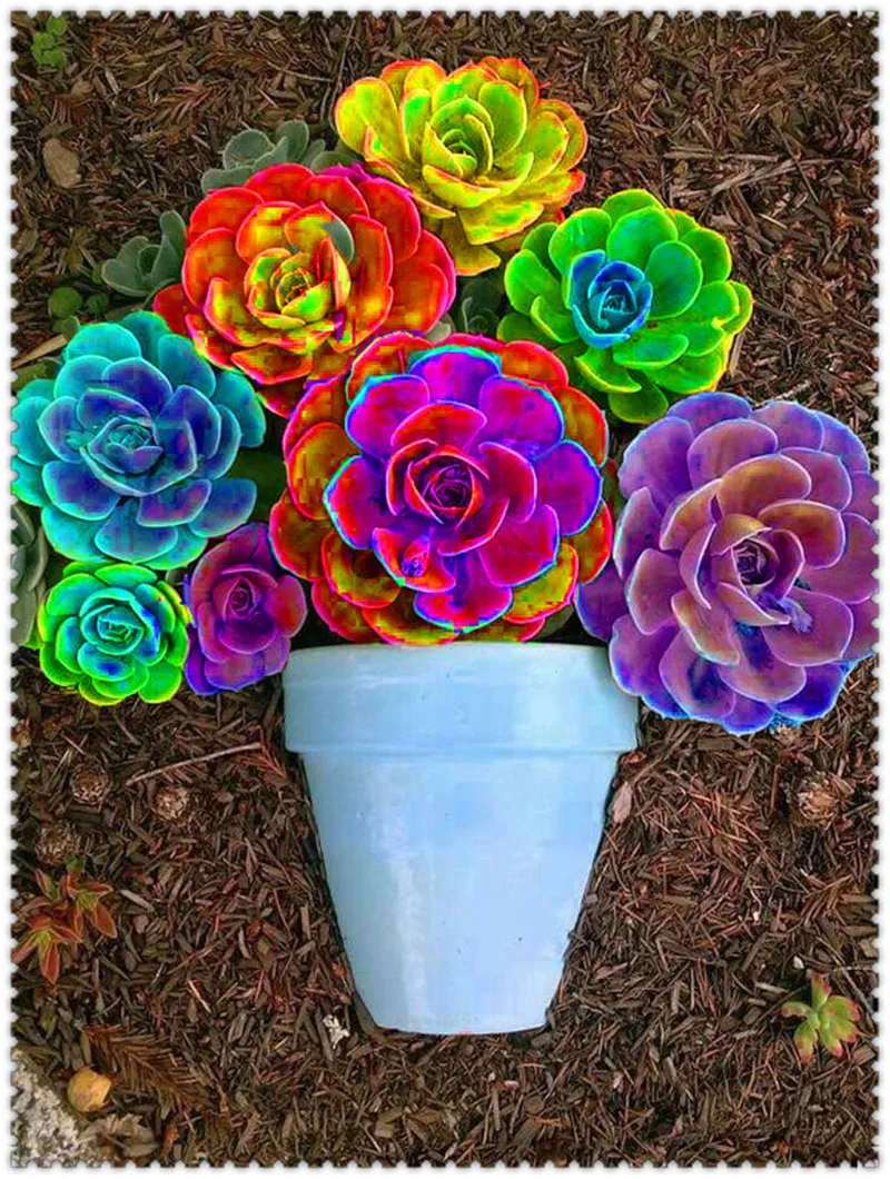 

100 pcs Blue Succulents bonsai Rainbow Lithops Cactus bonsai Beautiful Flower bonsai Pseudotruncatella Perennial For Home Garden