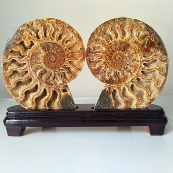 

A Natural stone shell conch fossil mineral specimen home decoration stone fossil collection