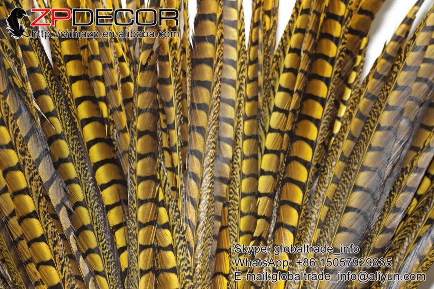 lady amherst pheasant feathers (48)