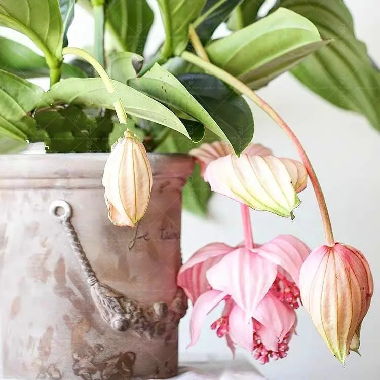 Мединилла Цветок Уход В Домашних Условиях Фото – Telegraph