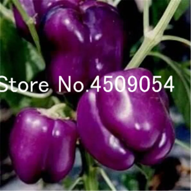 100 pcs Hot Chili Seedsplants Carolina Reaper Organic Bonsai Vegetable Rainbow Bell Ghost Pepper Bonsai Home Garden Easy Grow