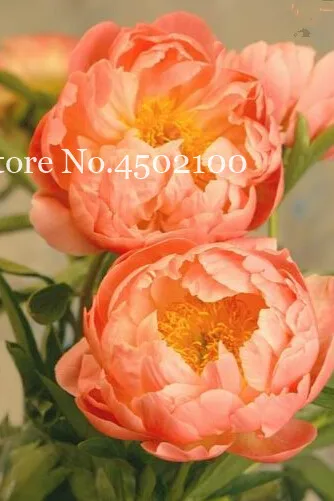 10 Pcs Herbaceous Bonsai, Chinese Peony Flowers Potted Home Garden Balcony Plant High Germination Rate Bonsai Flores 10 Pcs Herbaceous Bonsai, Chinese Peony Flowers Potted Home Garden Balcony Plant High Germination Rate Bonsai Flores