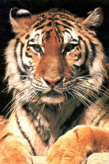 Custom Canvas Art Tiger Poster Tiger Wallpaper Kind Of Animals Wall