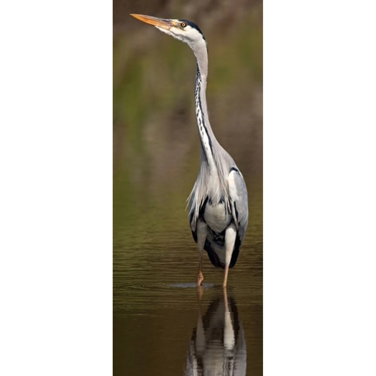 Side profile of a Grey Heron (Ardea Cinerea) preparing to take off  Lake Naivasha  Kenya Poster Print (15 x 6)