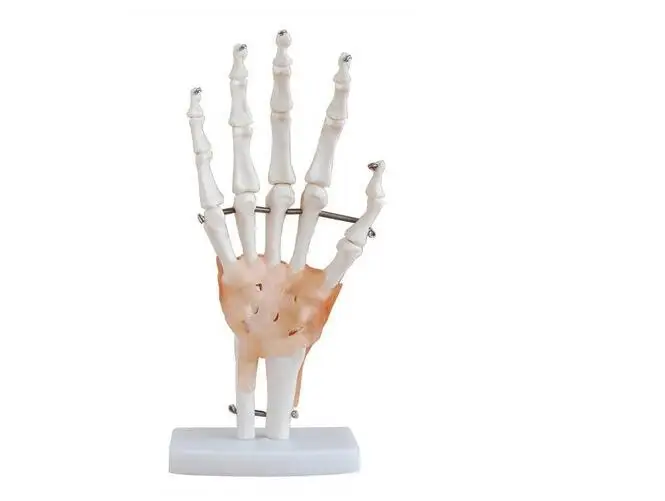 hand with ligmagent