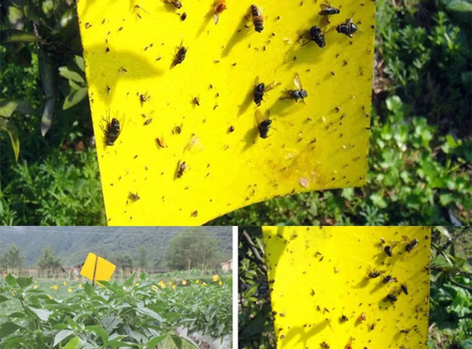 5-Pcs-Forte-Placa-Pegajosa-Armadilhas-Para-Insetos-Moscas-Captura-Insetos-Controle-De-Pragas-Assassino-Pulg-(2)_07