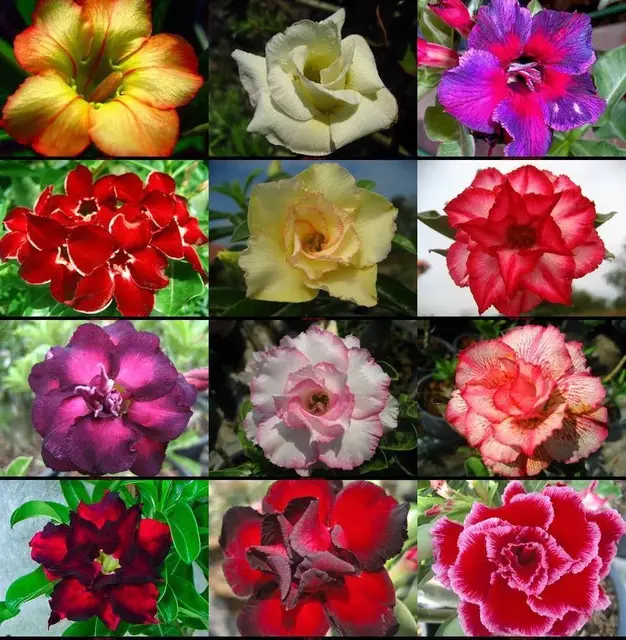 10 Seeds 100 Genuine Fresh Rare Adenium Obesum Bonsai Desert 10 Seeds 100 Genuine Fresh Rare Adenium Obesum Bonsai Desert Rose Flower Plant