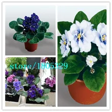 200 pcs/bag,African Violet seeds,Saintpaulia ionantha Wendl ,flower seed, variety complete, the budding rate 95%, (Mixed colors)
