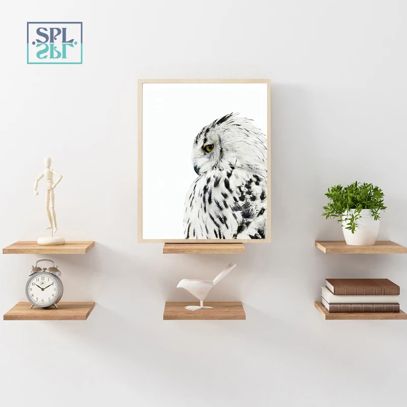 owl6