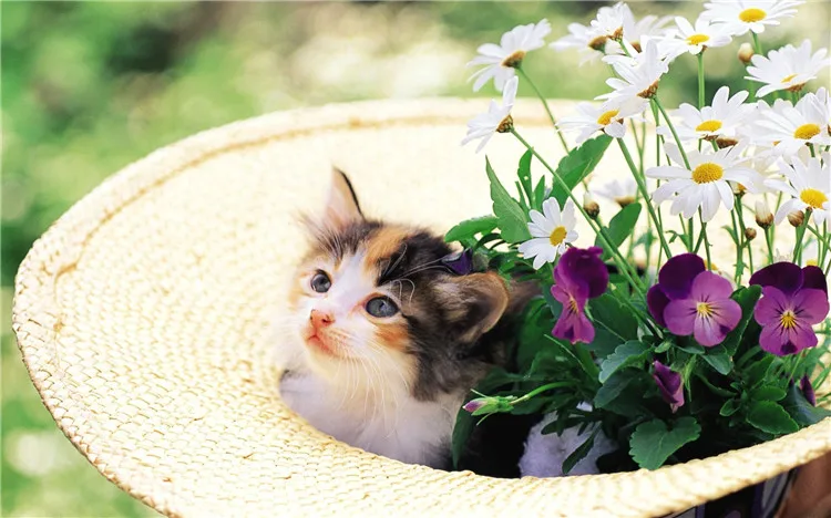 

HOME BEAUTY diamond embroidery 5d diamond painting animals mosaic pattern picture of rhinestones crystals cat in a straw hat