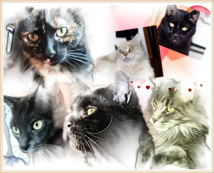 

5D DIY diamond mosaic diamond embroidery cat square diamond paste diamond painting cross stitch