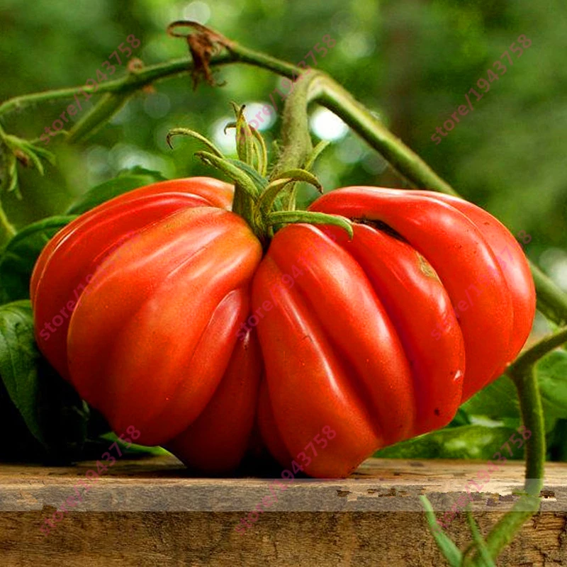 200 pcs Drought Tolerant Organic Tomato ,Zapotec Ruffled Tomato Rare