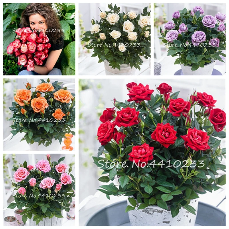 

200 Pcs Rare Holland Rainbow Rose Flower Bonsai, Home Garden Dwarf Flower Tree Plant Rainbow Rose Flores,Rose Flower Plants
