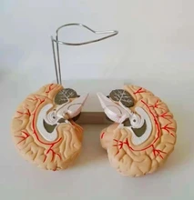 

teaching medical teaching instrument skeleton model brain model