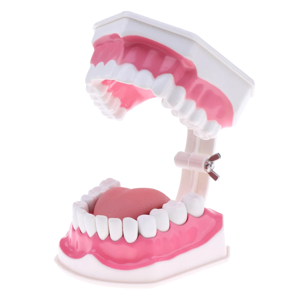 2X Large PVC Human Teeth Model with Removable Lower Teeth Teeth for Classroom Lab School Teaching Tools Student Learning Toy