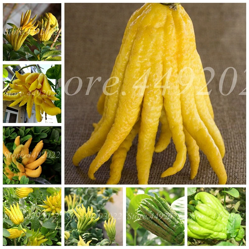 

50 Pcs Mixed Bergamot Bonsais Family Potted Plants Gold Buddha Hand Purify Air,Bonsais Finger-Citron Bergamot Vegetable Plant