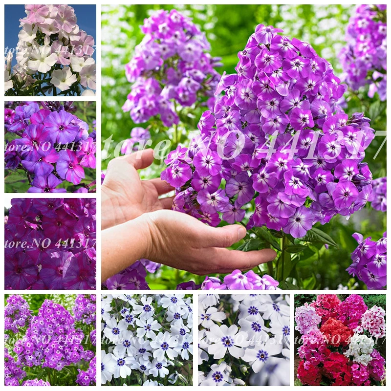 200 шт. Новое поступление! Heirloom горный Phlox бонсай, горшках бонсай завод Цветок завод для домашнего сада декор земли крышка завод