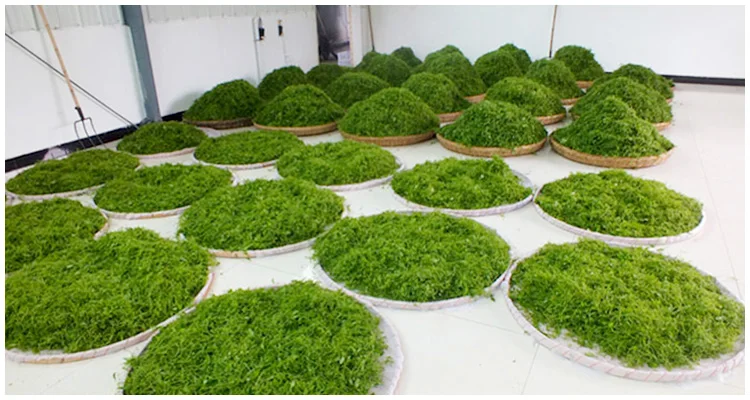 500 г/100 г Высокое качество Gynostemma pentaphyllum чай Семь листьев хорошее здоровье для тела|