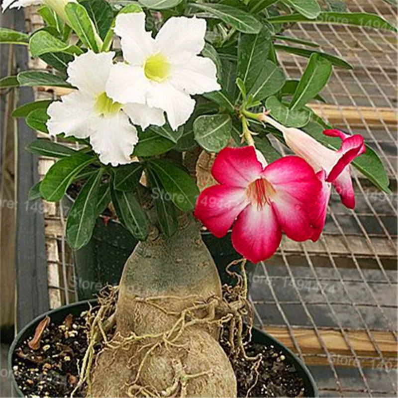 Genuine Desert Rose Plantas rare Adenium Obesum flower Plants 4 pcs Flower Bonsai floresling Air Purification for Home Garden Genuine Desert Rose Plantas rare Adenium Obesum flower Plants 4 pcs Flower Bonsai floresling Air Purification for Home Garden