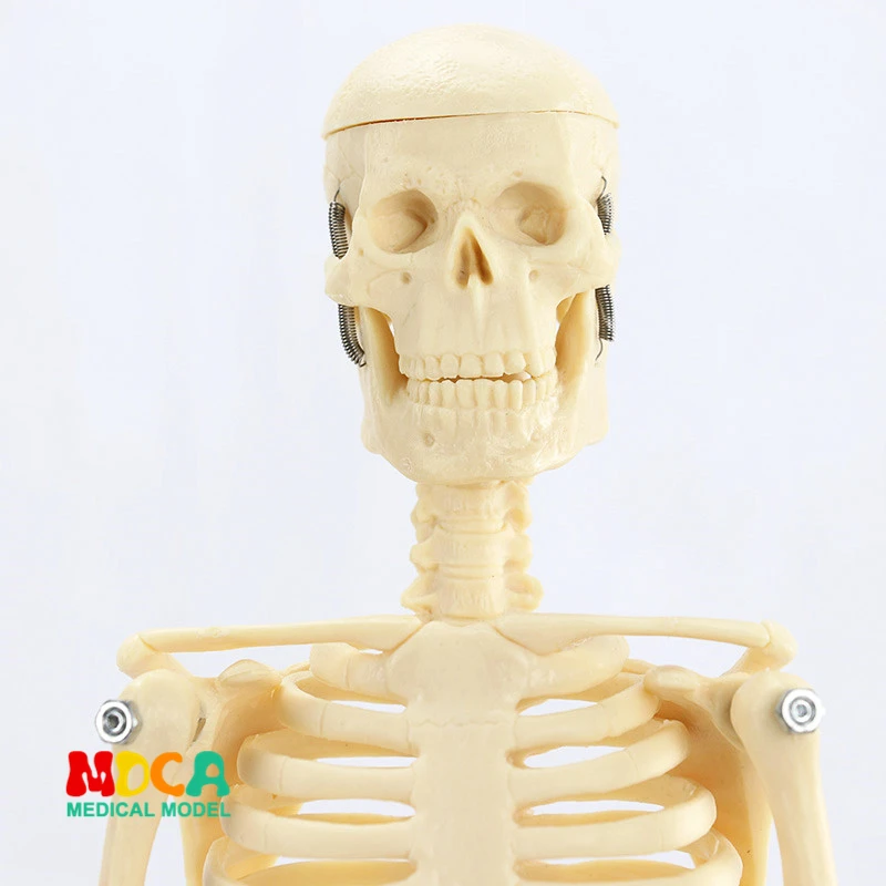 Médico para Artes Plásticas e Medicina Modelo de Esqueleto Padrão 45 cm Humano. Mgg101 12 Ciência médica