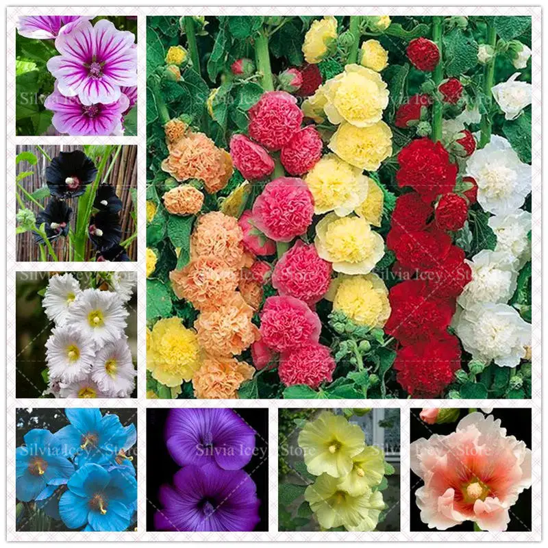 

100 Pcs Double Hollyhock Bonsai Country Romance Mix Alcea Rosea Flower Home Garden Decoration Bonsai Plants Price Cheap