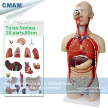 CMAM-TORSO08 85cm Sexless Torso with Open Back, 18 part, Human Anatomy Model for Medical Science,Best Gift for Doctor