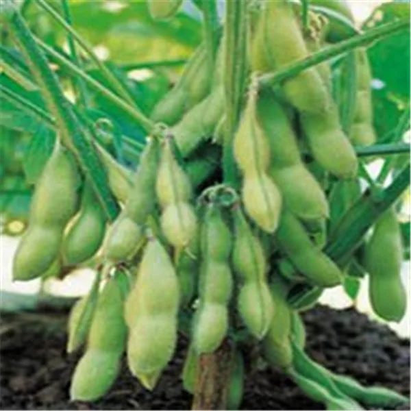 Edamame Organic Sprouting Seed 20g High Germination Rate Soybeans for Seed,Sprouting Sprouts