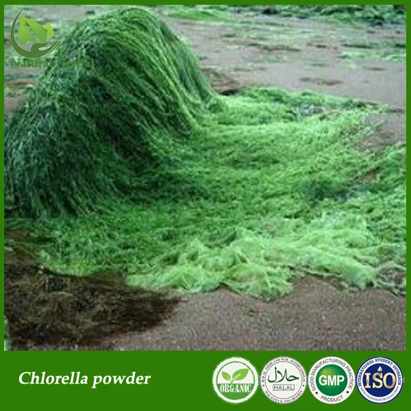 Cheap Hot selling Chlorella Vulgaris Chlorella Green Organic Pure