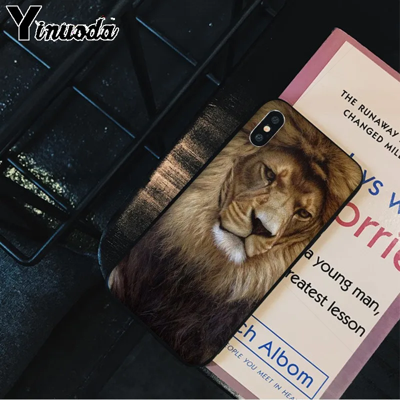 Animals The lion