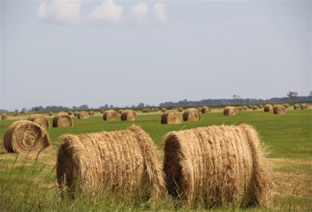 Laeacco Autumn Field Hay Roll Farm Scenic Photography Backgrounds Customized Photographic Backdrops For Photo Studio | Электроника