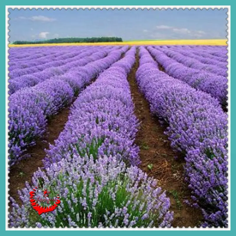 400 Pcs Purple Lavender English Seeds Fresh Aroma Romantic florid Very