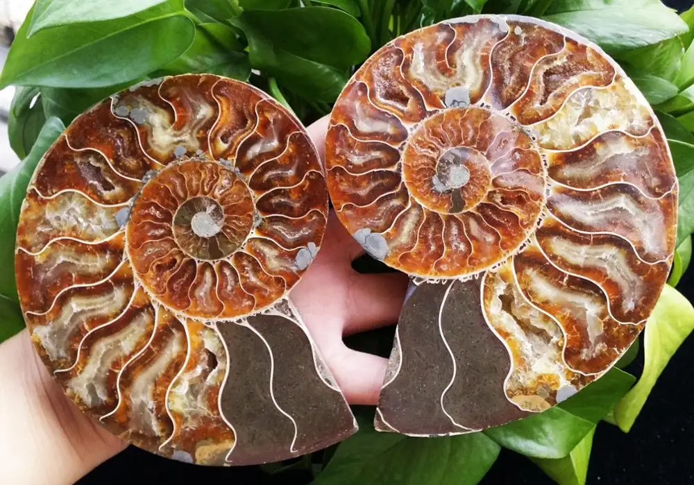 1Pair Half Cut Ammonite Shell Jurrassic Fossil Specimen Madagascar (XA6133) | Дом и сад