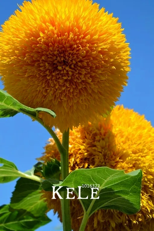 

New Fresh Teddy Bear Sunflowers Plantas Sunflower floresling Balcony Potted Plants Garden Bonsai Flower Plante Easy to plant 10p