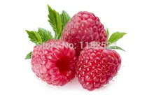 Free Shipping 3000+ Red GIANT RASPBERRY Seeds Rasp Berry Seed Super Big Fruit Seed StrawBerry Seeds