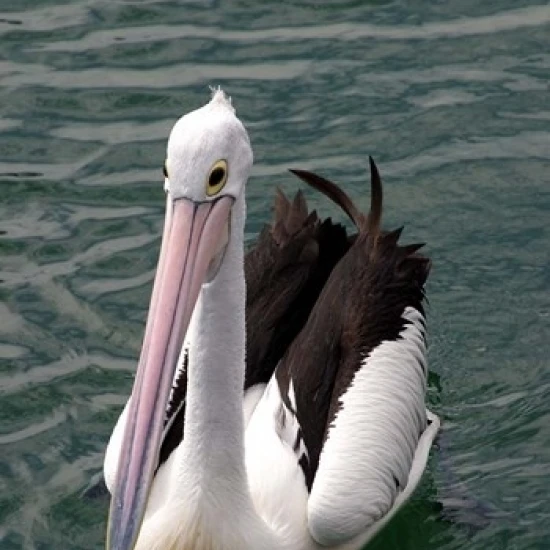 Pelican  Sydney Harbor  Australia Poster Print by David Wall (24 x 36)