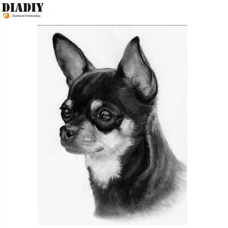 black chihuahua for sale