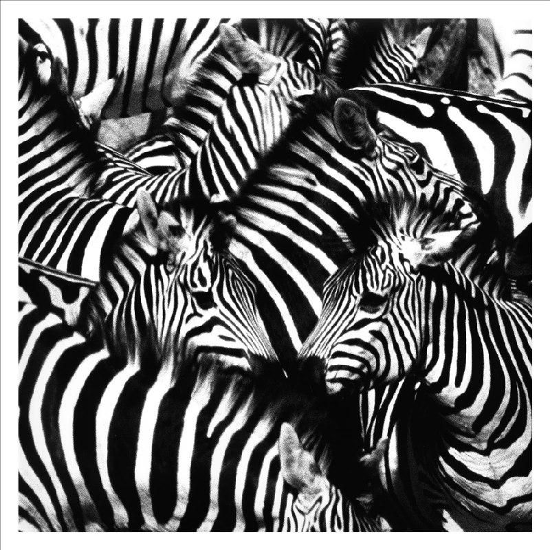 African animals art oil painting, beautiful black and white zebras