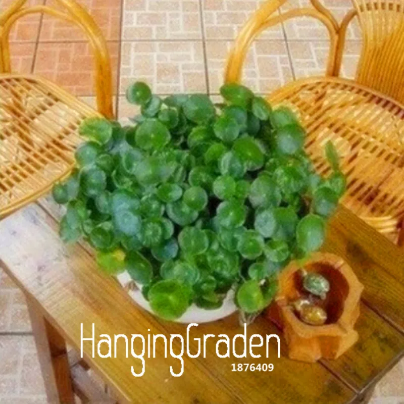 

New Arrival!Pilea bonsai,DIY potted plants,indoor / outdoor pot garden - 100 Pcs/lot,#QU3B9N