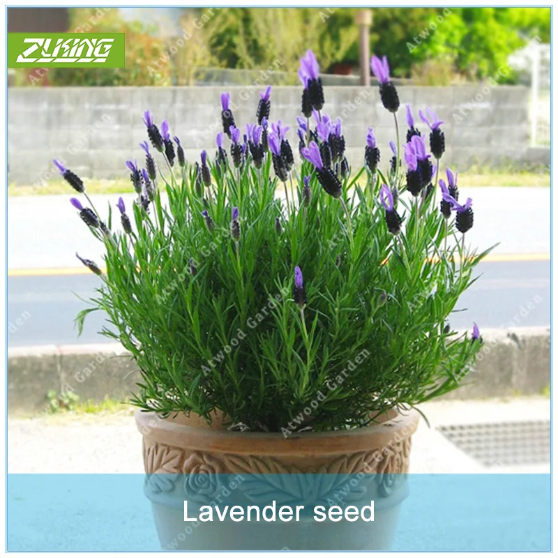 

ZLKING 200 PCS / bag French Provence Lavender Very Fragrant Organic Lavender Plant Flower Home Garden Bonsai